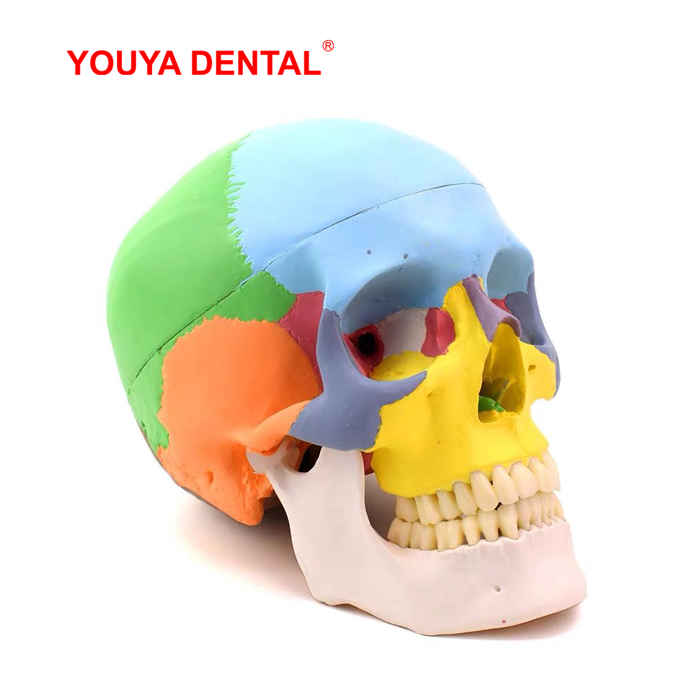 실물 크기 분리형 해부학적 두개골 모형 컬러 치과 3D - 3D Printing Orthodontics 리뷰 및 가격