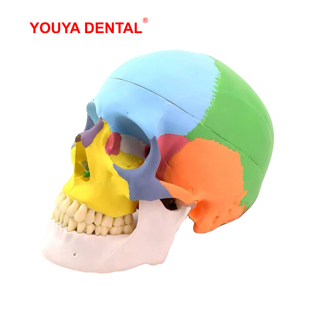 실물 크기 분리형 해부학적 두개골 모형 컬러 치과 3D - 3D Printing Orthodontics 리뷰 및 가격