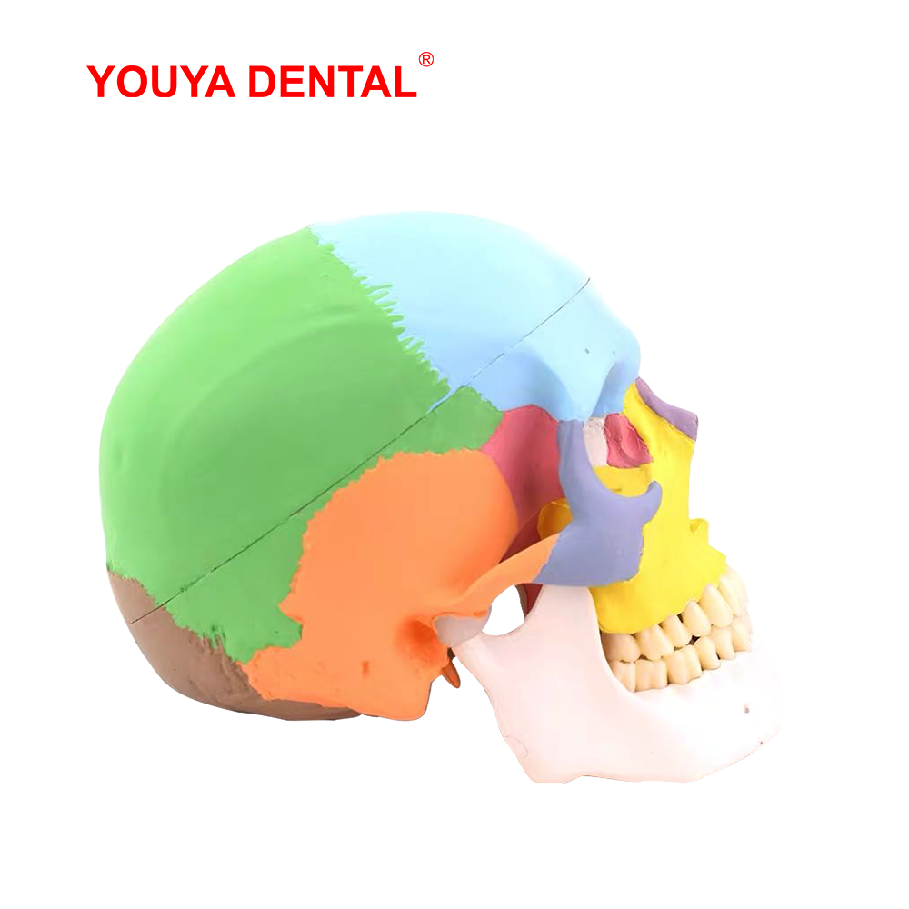 실물 크기 분리형 해부학적 두개골 모형 컬러 치과 3D - 3D Printing Orthodontics 리뷰 및 가격