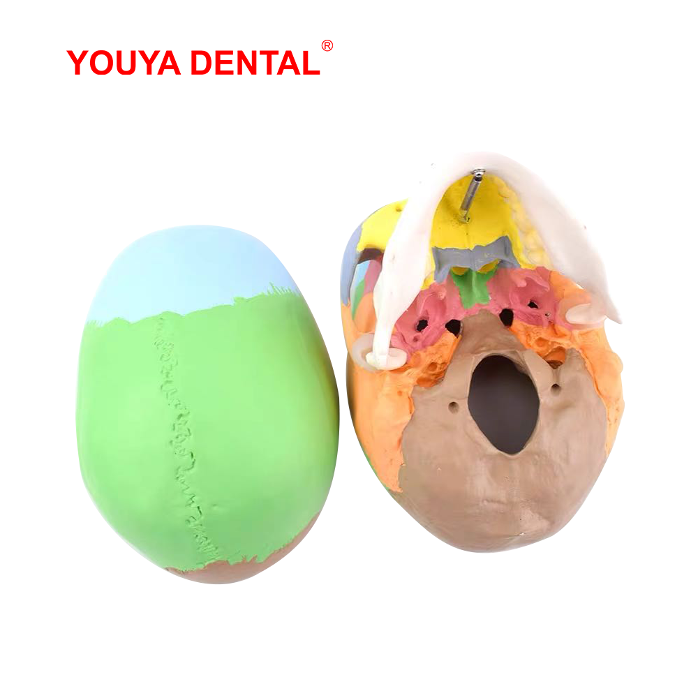 실물 크기 분리형 해부학적 두개골 모형 컬러 치과 3D - 3D Printing Orthodontics 리뷰 및 가격