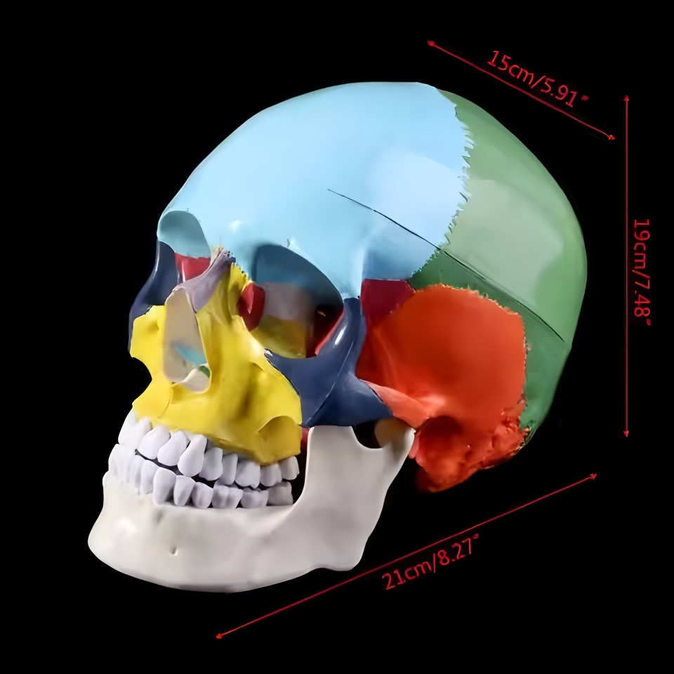 치과 두개골 모델 해부학 실제 크기 치과 의학 분리형  - 3D Printing Orthodontics 리뷰 및 가격