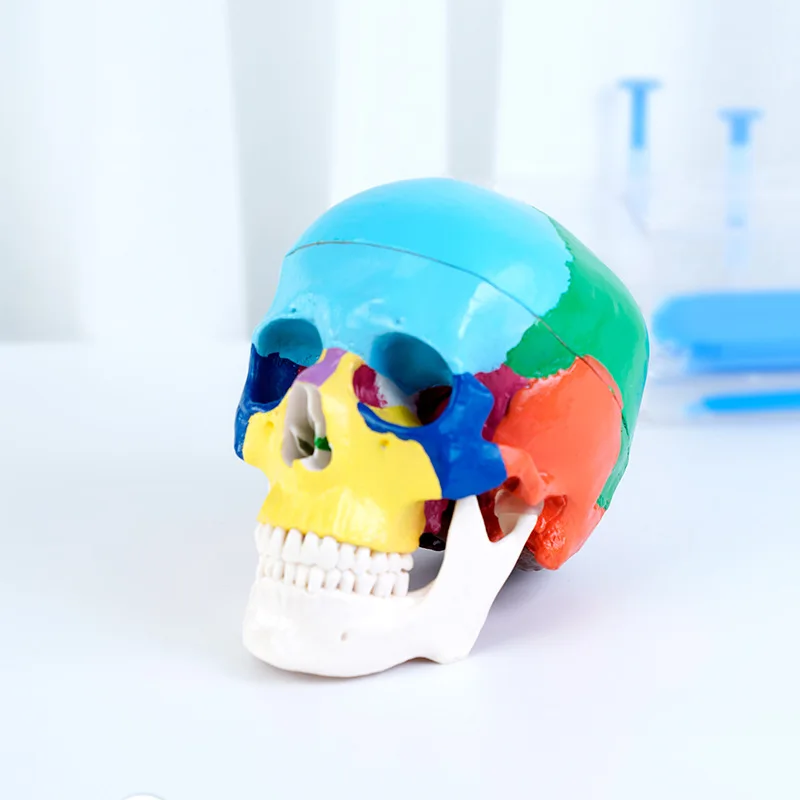 치과 두개골 모델 해부학 실제 크기 치과 의학 분리형  - 3D Printing Orthodontics 리뷰 및 가격