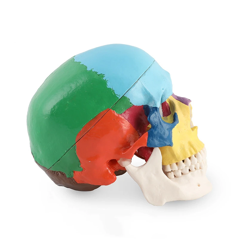 치과 두개골 모델 해부학 실제 크기 치과 의학 분리형  - 3D Printing Orthodontics 리뷰 및 가격